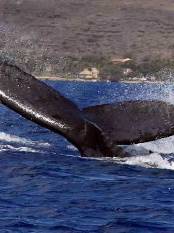 a whale jumping out of the water