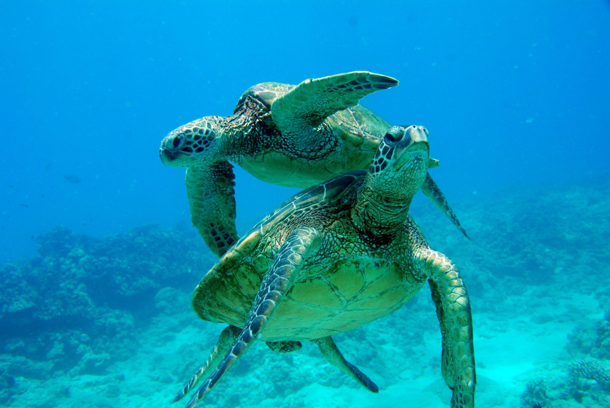 Ko Olina – See Turtles in Oahu animal on the water