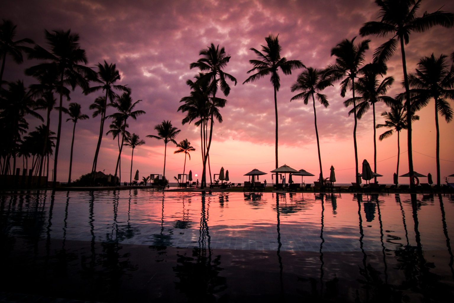 a group of palm trees next to a body of water