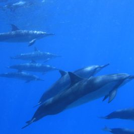 a fish swimming under water