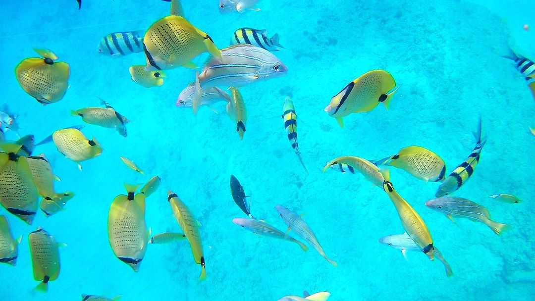 Tropical fish in Hawaiian waters