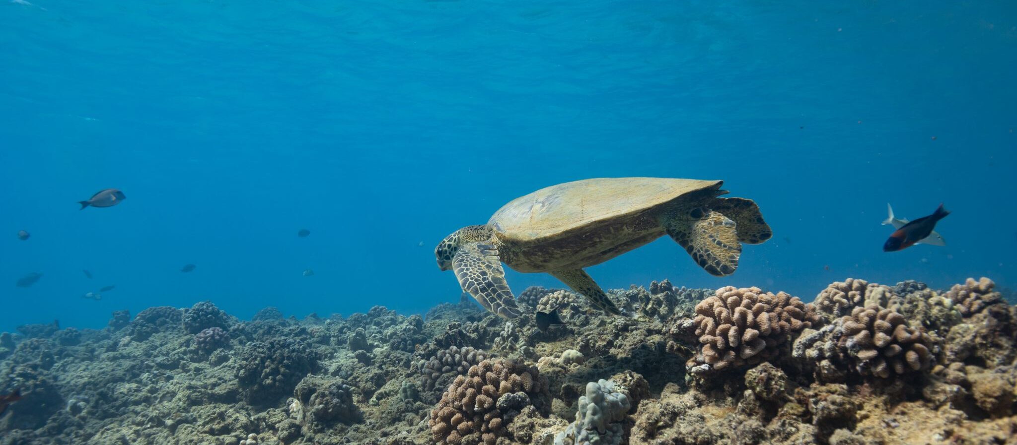 a turtle swimming under water