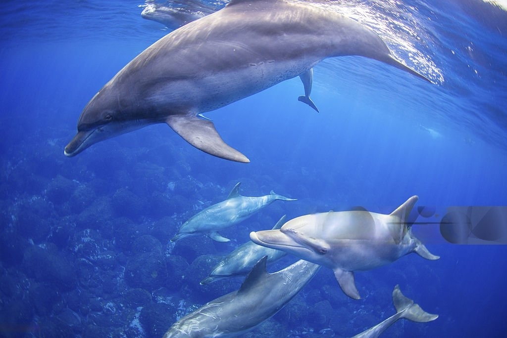 istockphoto-474688699-1024×1024-transformed Group of Dolphins swimming in the tropical waters of Hawaii