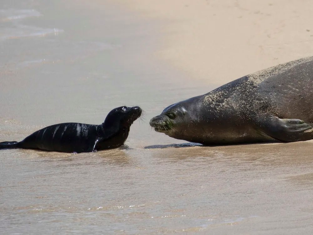 a seal lying on the ground next to a body of water