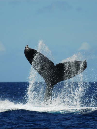 a man flying through the air while riding a wave in the ocean