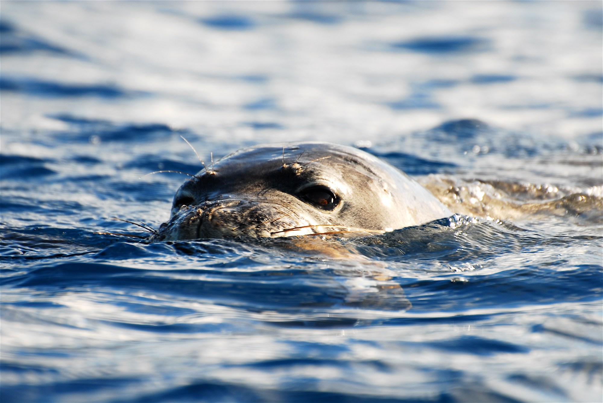 DSC_7651 an animal swimming in the water