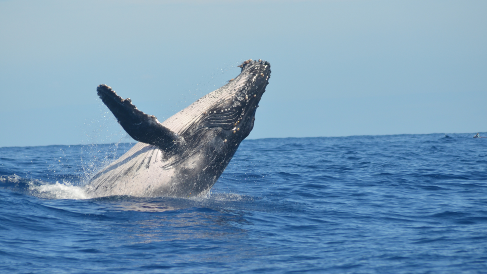 a whale jumping out of the water