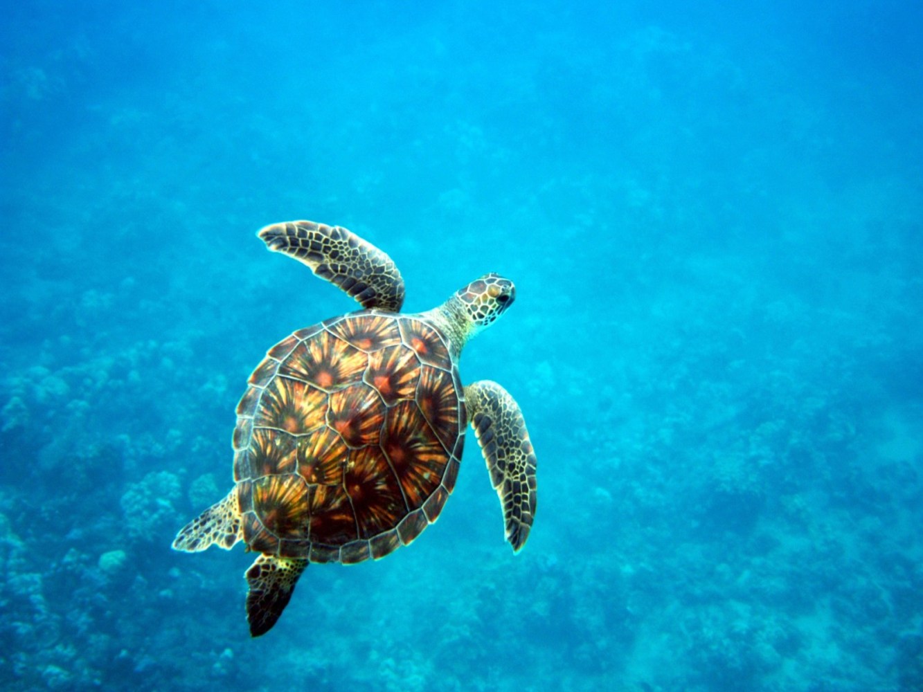 a turtle swimming under water