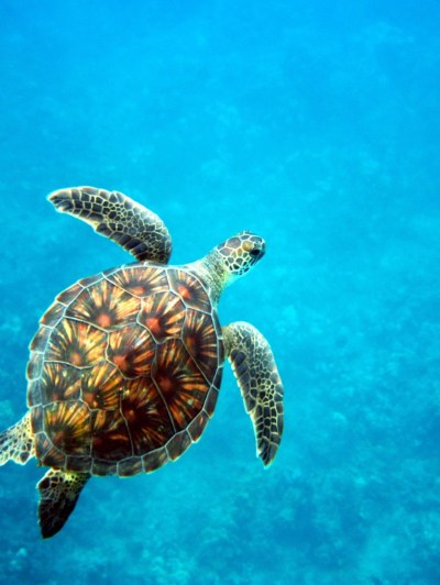 a turtle swimming under water
