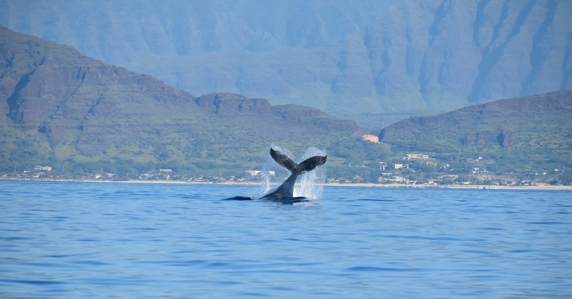 Whale tail emerging from the ocean with mountainous coastline in the background.