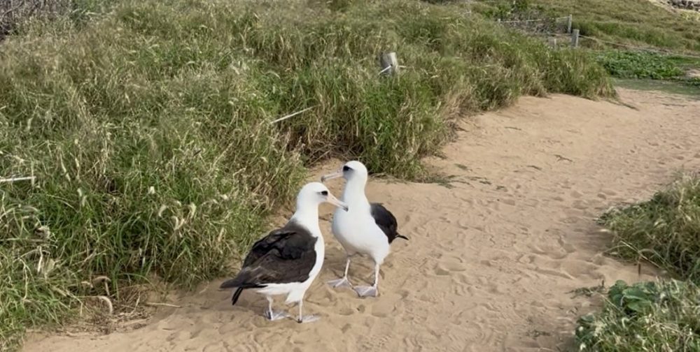 Two albatrosses standing on a sandy path surrounded by grassy landscape.