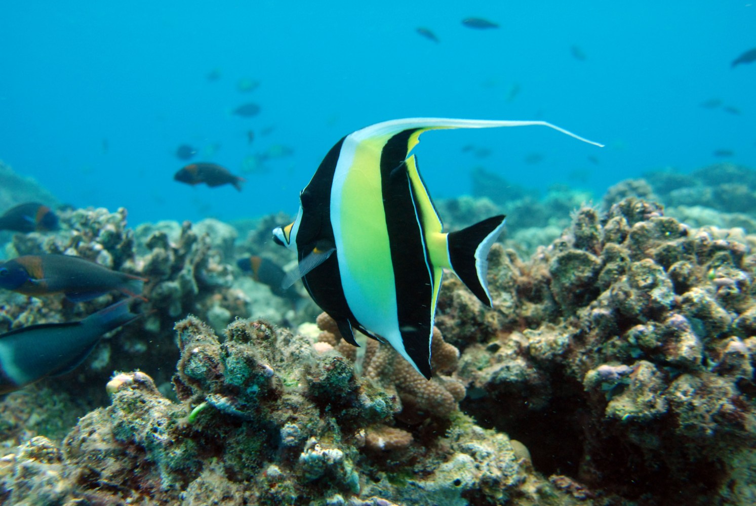 Colorful tropical fish swimming near coral in clear blue water.