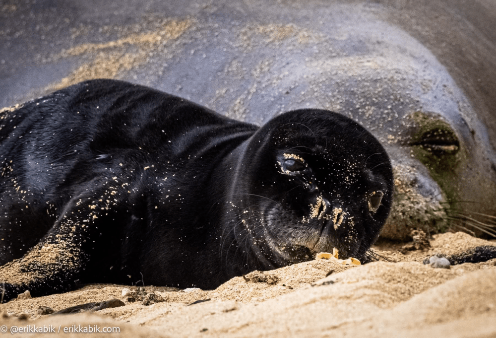 Newborn seal pup resting on sandy beach next to larger seal.