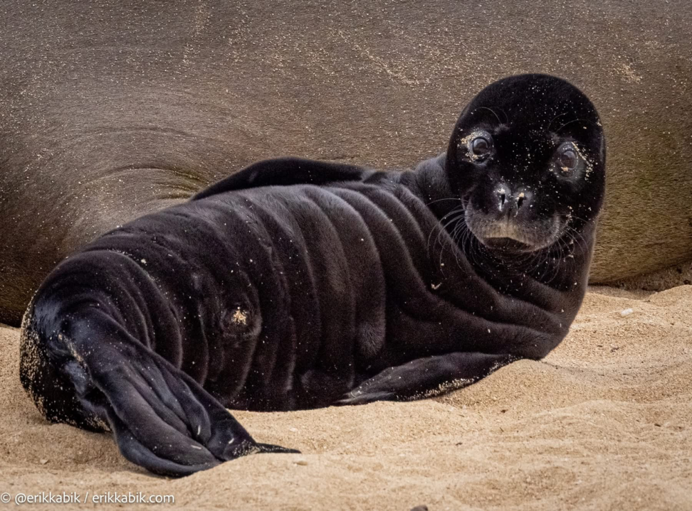 A black seal pup lies on sand, looking towards the camera.