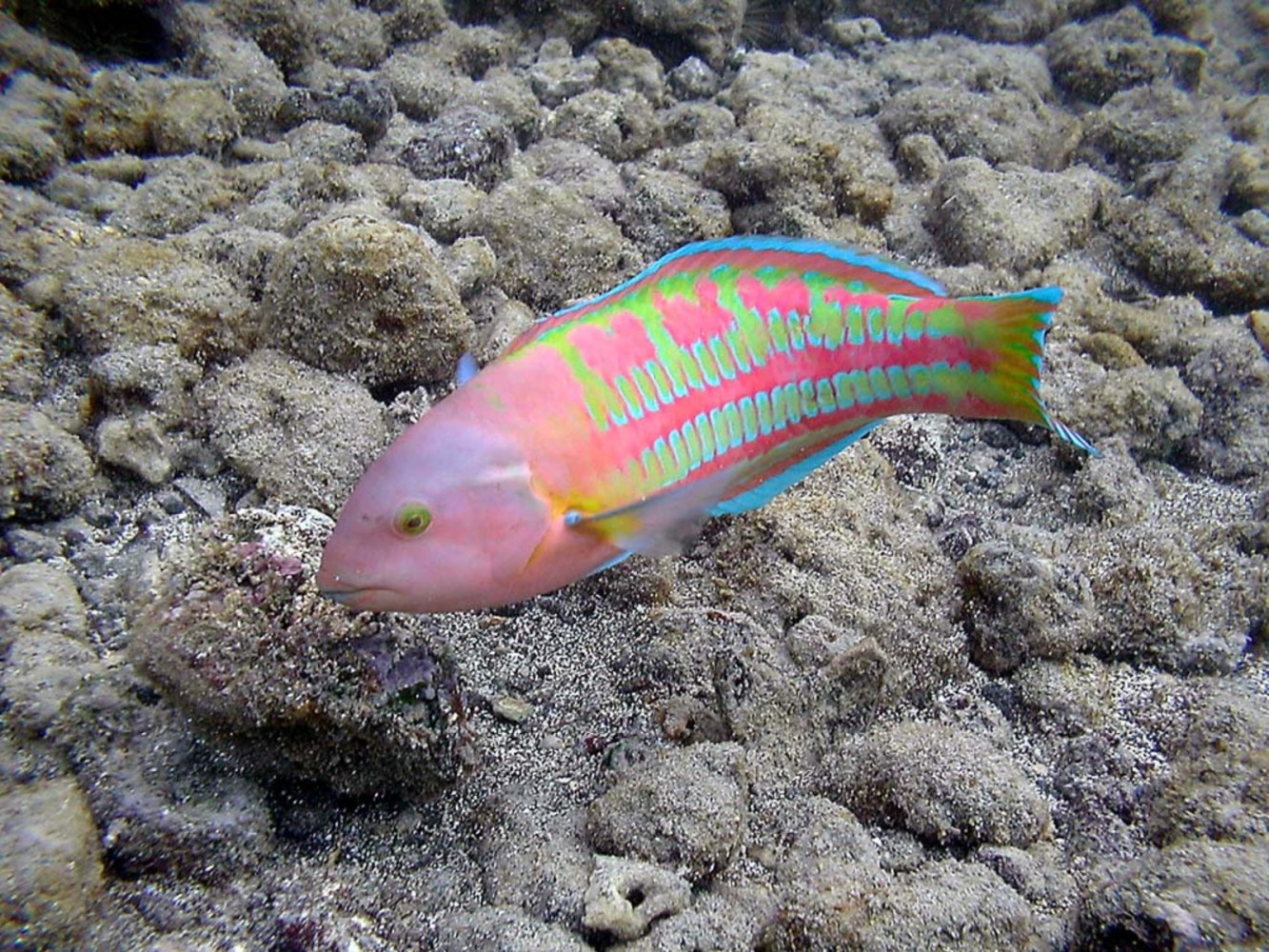 Colorful fish with pink, green, and blue stripes on a rocky sea floor.
