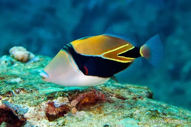 Colorful tropical fish swimming near coral.