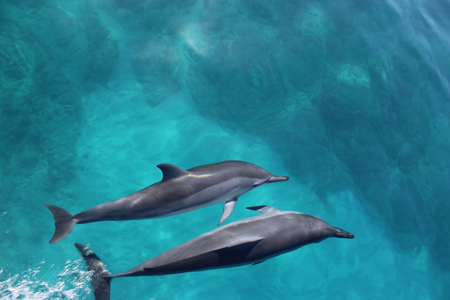 Two dolphins swimming in clear blue ocean water.